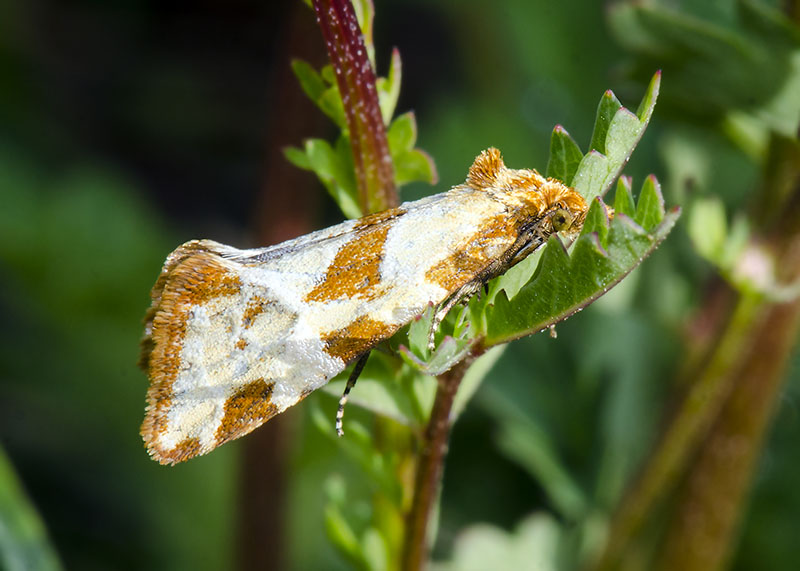 Tortricidae - Aethes hartmanniana